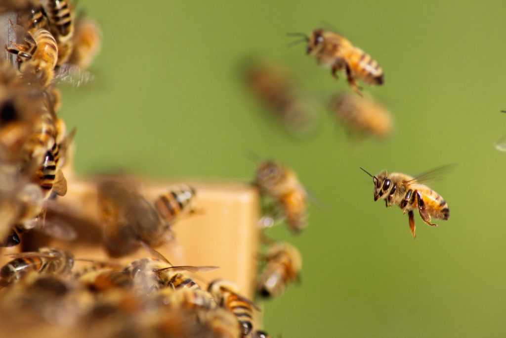 Récupération d’essaim d’abeilles