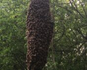 Récupération essaim abeilles à Troyes Aube 10